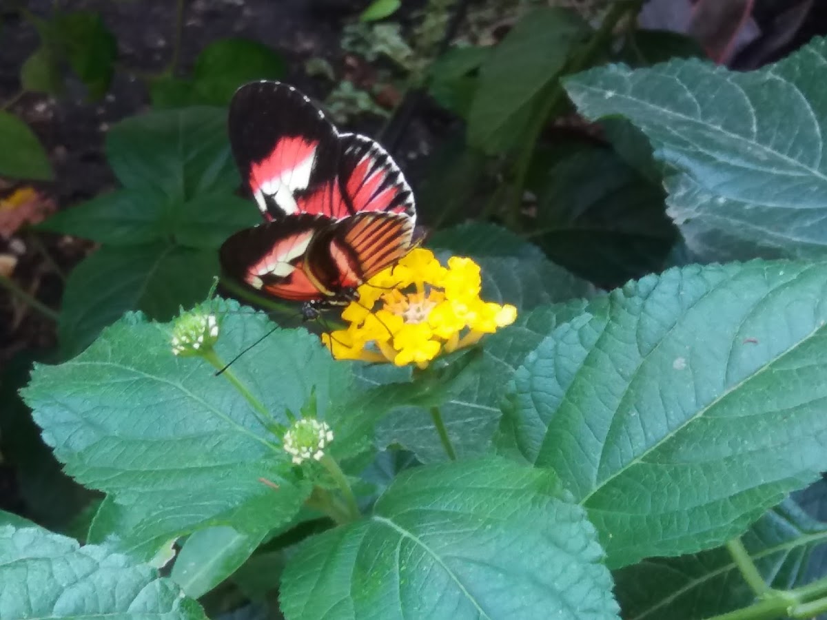 Jardín del Papagayo