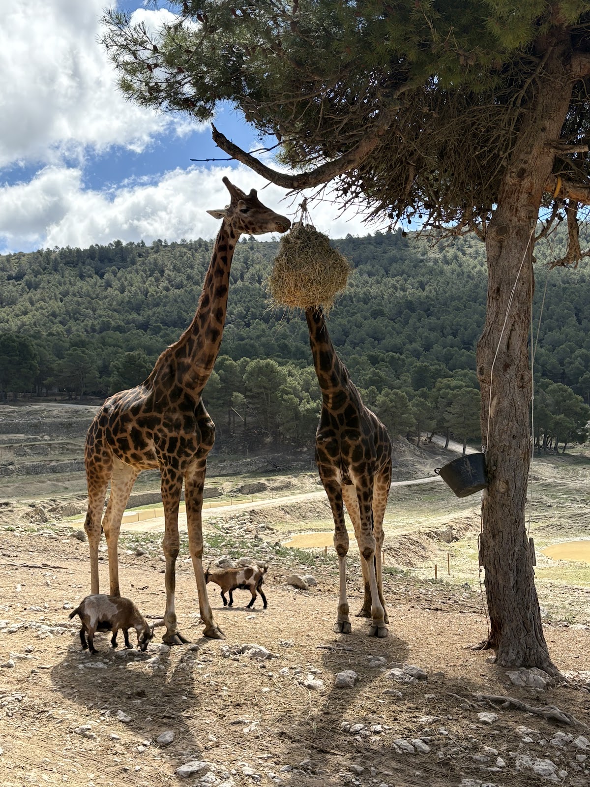Safari Aitana
