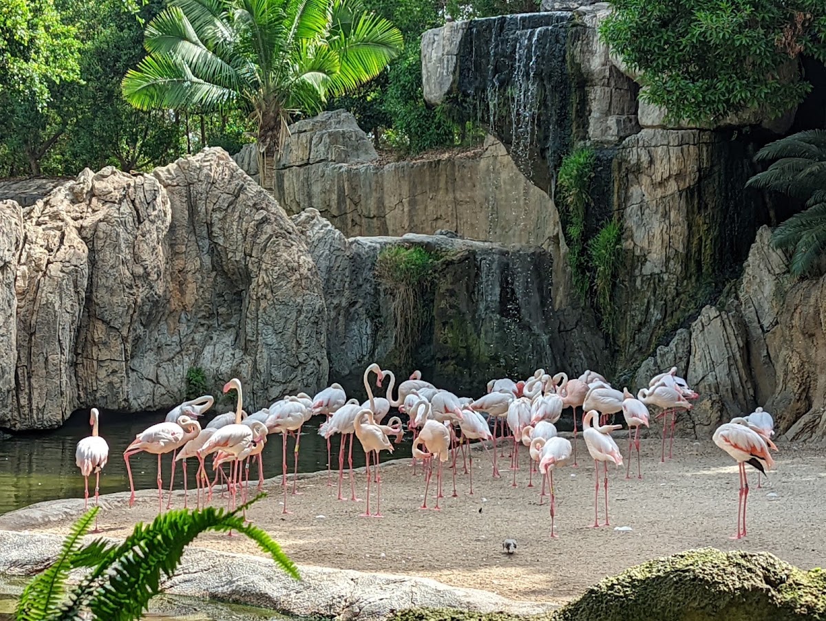 Foto 5 de BIOPARC Valencia
