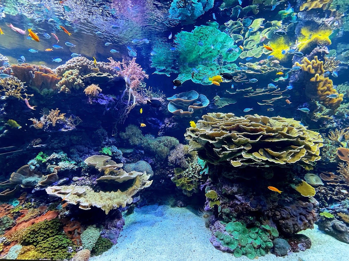 Foto 4 de Oceanogràfic València