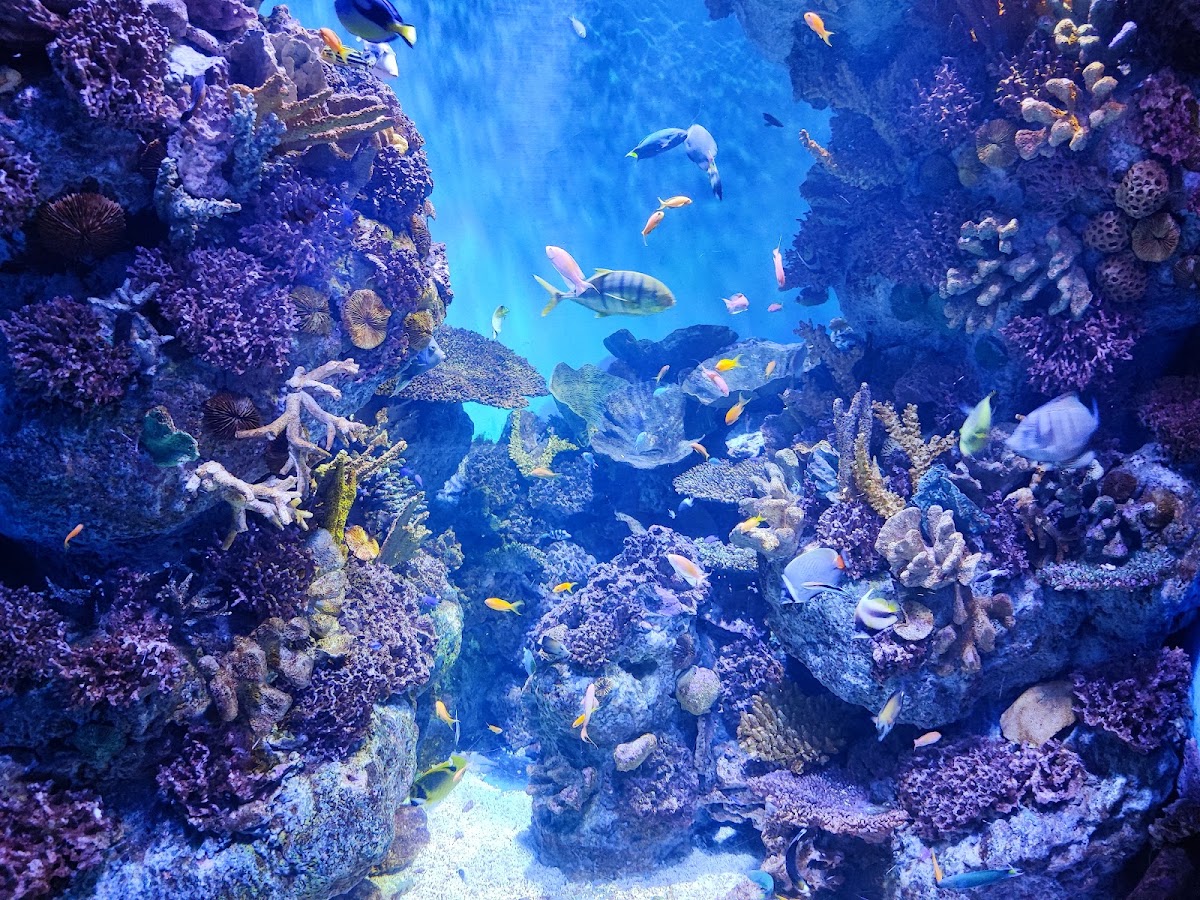 Foto 2 de L'Aquàrium de Barcelona
