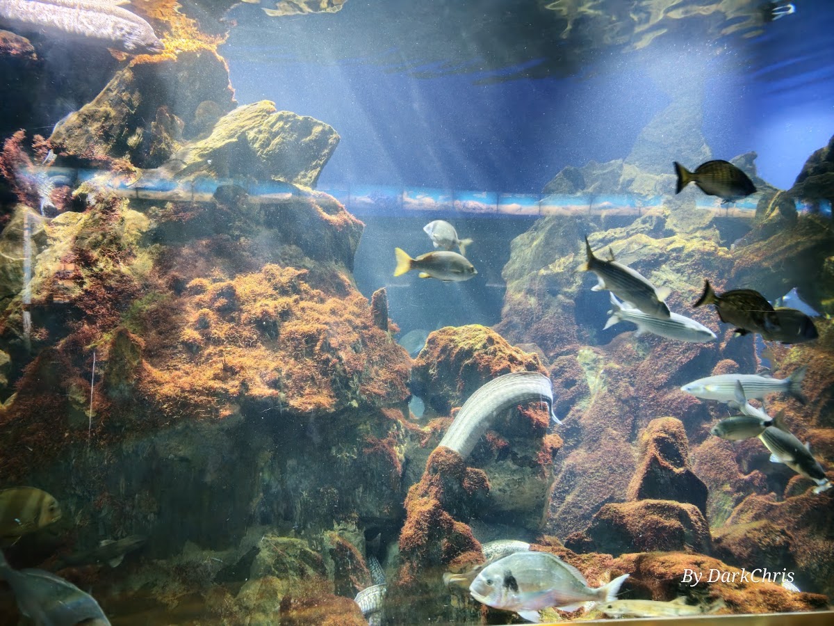 Foto 4 de L'Aquàrium de Barcelona