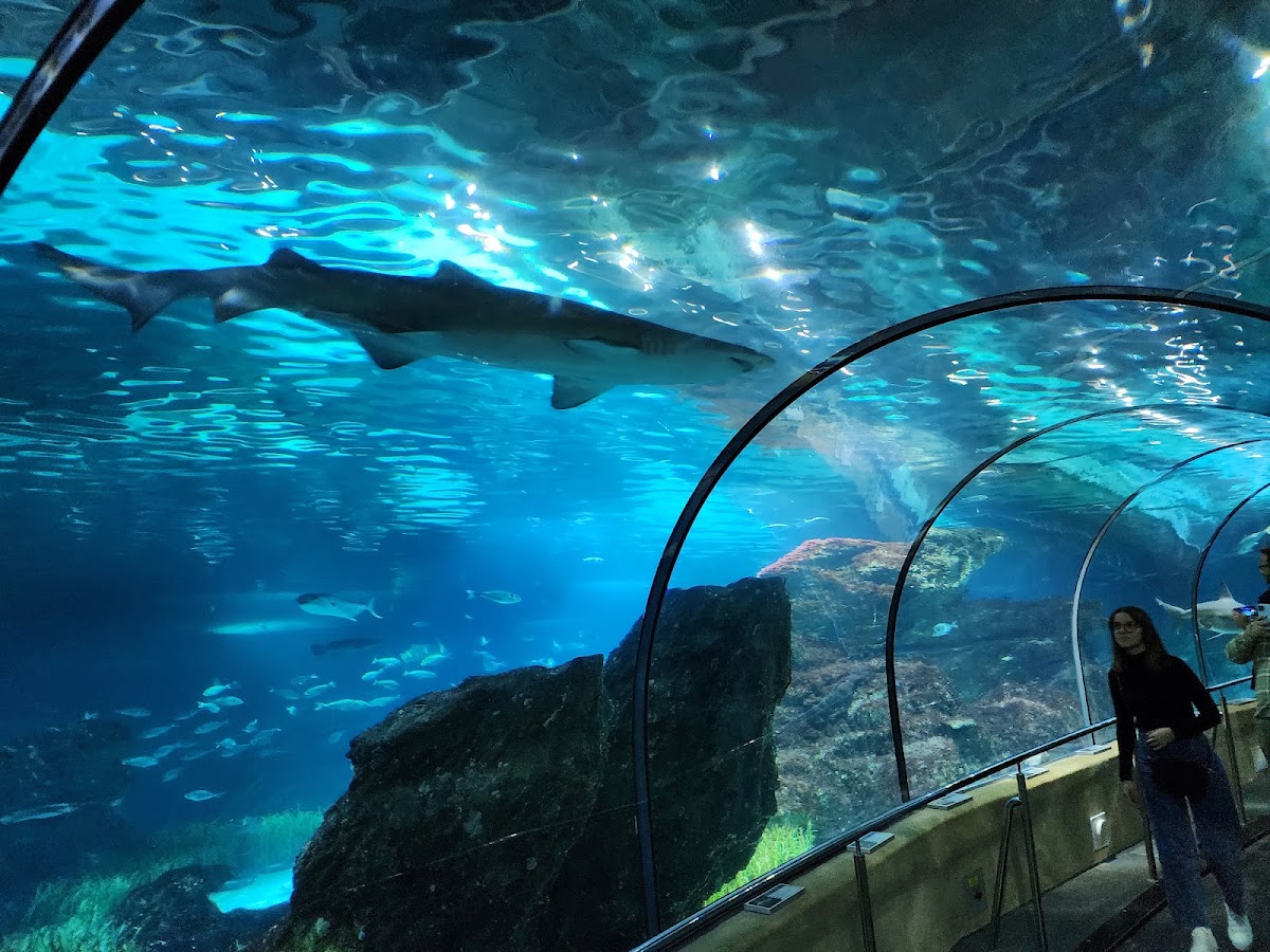 Foto 5 de L'Aquàrium de Barcelona