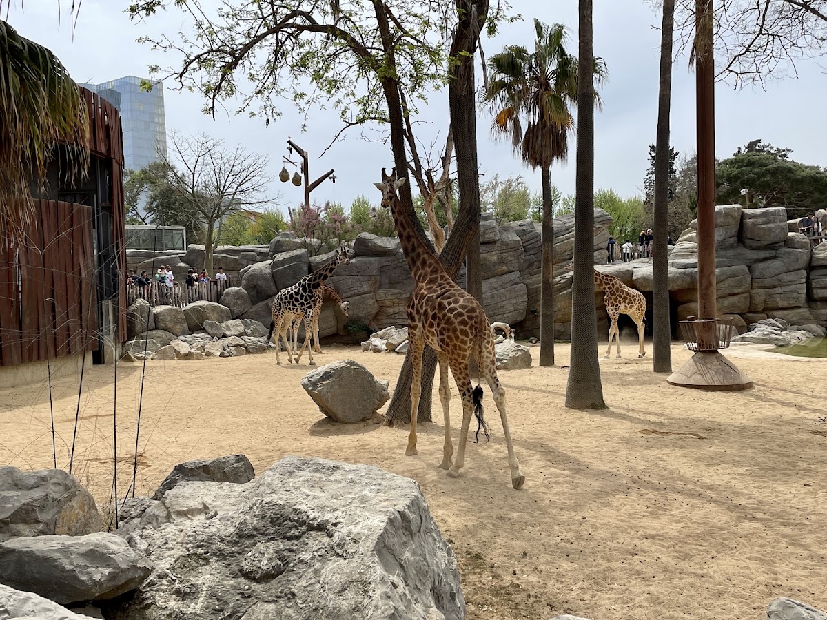 Foto 2 de Zoo de Barcelona