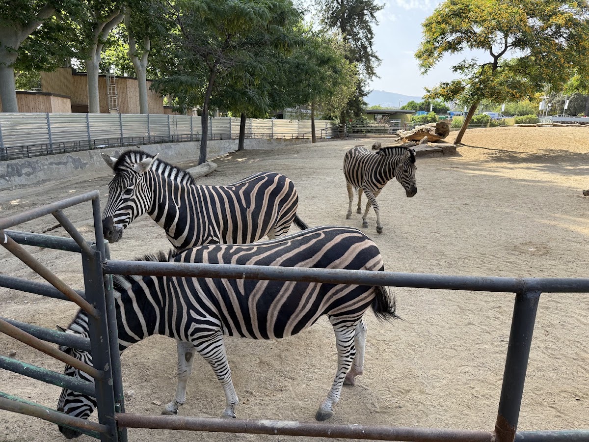 Foto 4 de Zoo de Barcelona