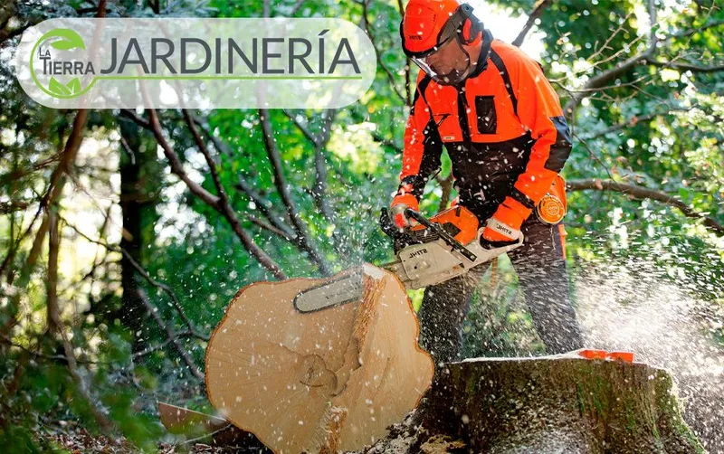 Soluciones expertas para el cuidado y manejo de árboles